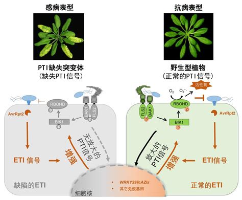 植物介紹|植物